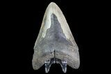 Bargain, Megalodon Tooth - North Carolina #83927-2